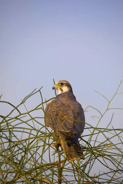 Laggar Falcon Falco Jugger Jaisalmer Rajasthan India — Stock Photo, Image