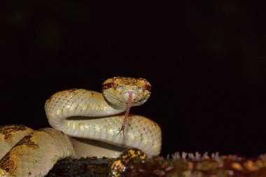 Malabar çukur engerek beyaz malabaricus - ventral görünümü, Chorla Ghat, Maharashtra