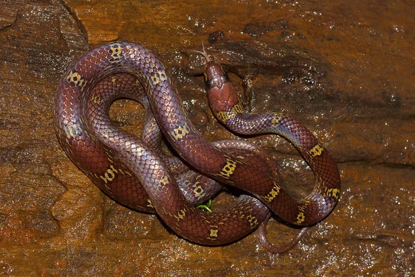 Common Wolf Snake Lycodon aulicus, Khopoli, Maharashtra, Índia — Fotografia de Stock