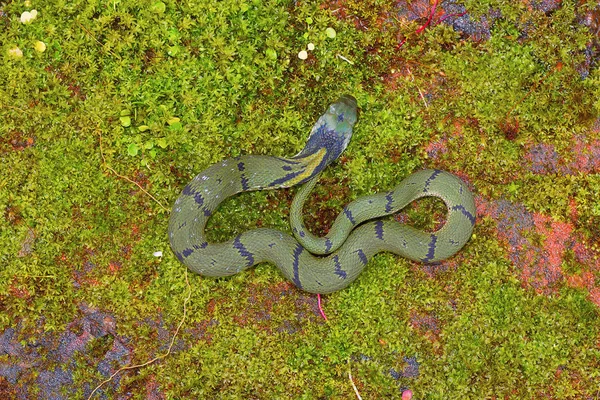 Green Keelback Macropisthodon plumbicolor, Chorla Ghat, Maharashtra —  Fotos de Stock