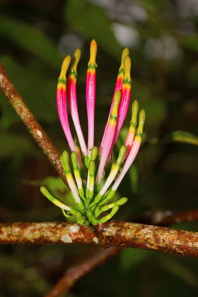 Loranthaceae, Chorla, India — Stock Photo, Image