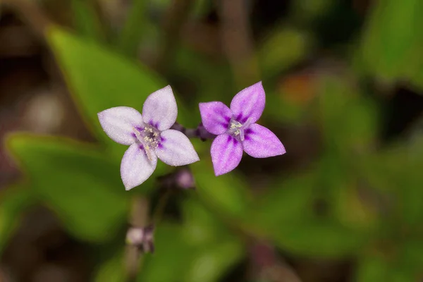 Тара Гуча, цветы Вилоэ, Пуна — стоковое фото