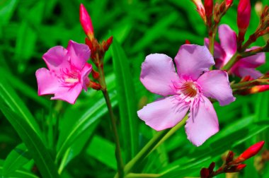 Nerium oleander, olarak da bilinen Hint zakkum veya Kaner, Pune