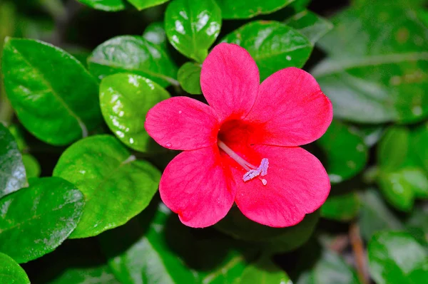Fiore di allamanda, Pune — Foto Stock