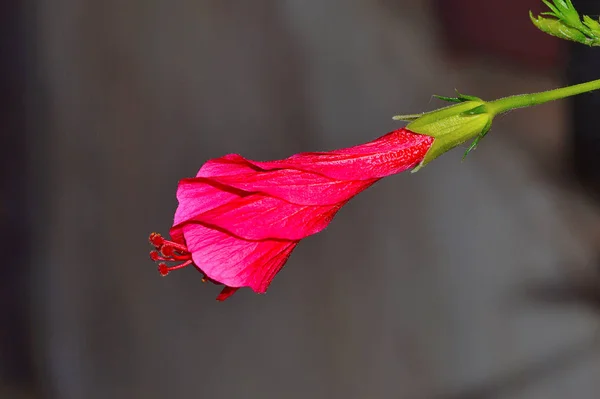 Germoglio di un ibisco, Pune — Foto Stock