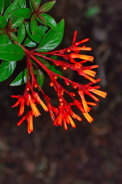 Orange flower, Pune — Stock Photo, Image