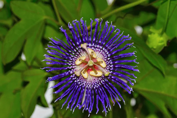 Pasja kwiat znany również jako Kryszna kamal, Pune — Zdjęcie stockowe