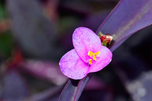 Fiore viola, Pune — Foto Stock