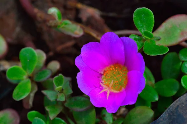 Violette Blume, Düne — Stockfoto