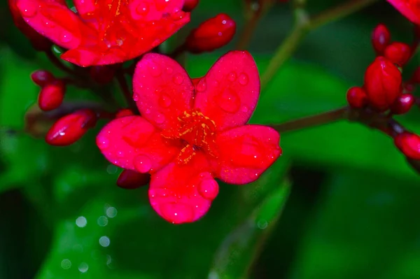 Fiore rosso, Pune — Foto Stock