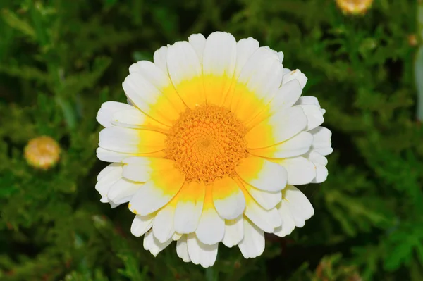 White Daisy, Pune — Stock Photo, Image