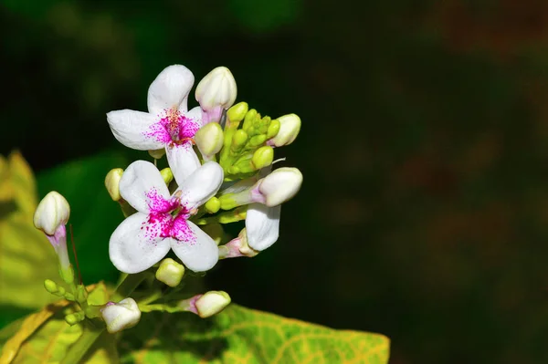 Белые цветы, Пуна — стоковое фото