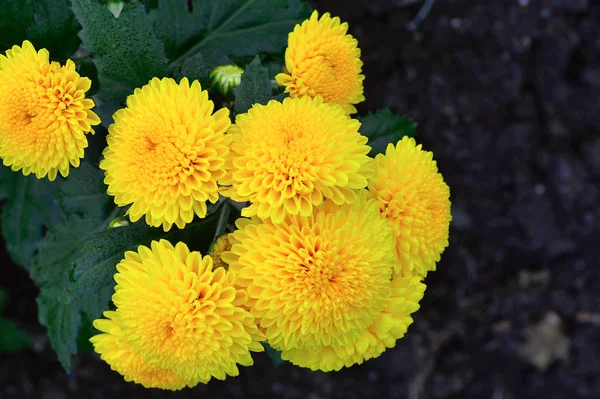 Gelb Afrikanische Ringelblume, Pune — Stockfoto