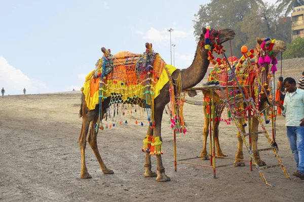 Alibaug ビーチ、2018 年 1 月 13 日インド、マハラシュトラ、ラクダ Alibaug ビーチで喜びの乗車のためのツーリストを取る準備ができてください。 — ストック写真