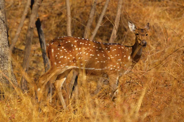 Плямисті олені з Chital в Sagareshwar заповіднику, Sangli, Махараштра — стокове фото