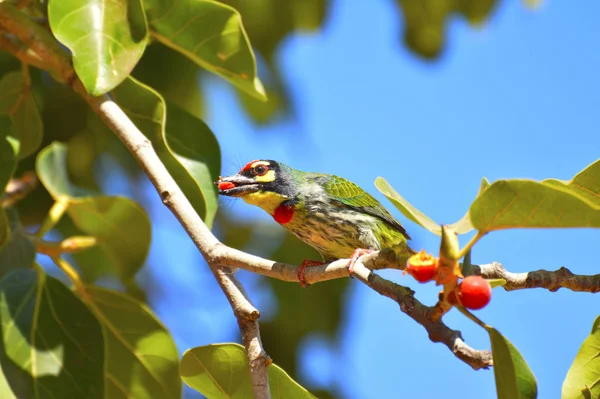 Coppersmith Barbet, Psilopogon haemacephalus en una rama en el santuario de vida silvestre de Sagareshwar, Sangli, Maharashtra — Foto de Stock