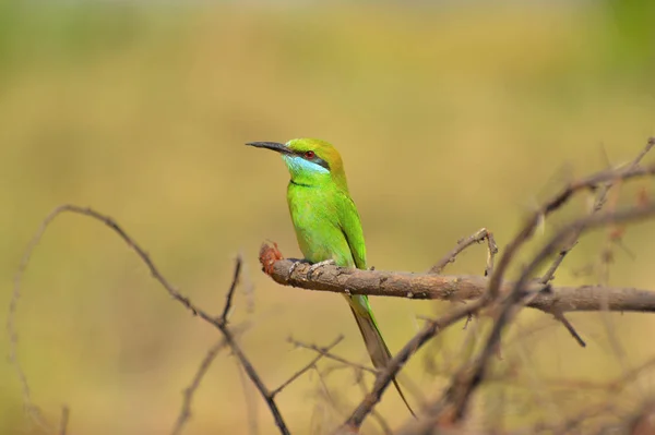 Green bee-eater, Merops orientalison a branch at Sagareshwar wildlife sanctuary, Sangli, Maharashtra — Stock Photo, Image