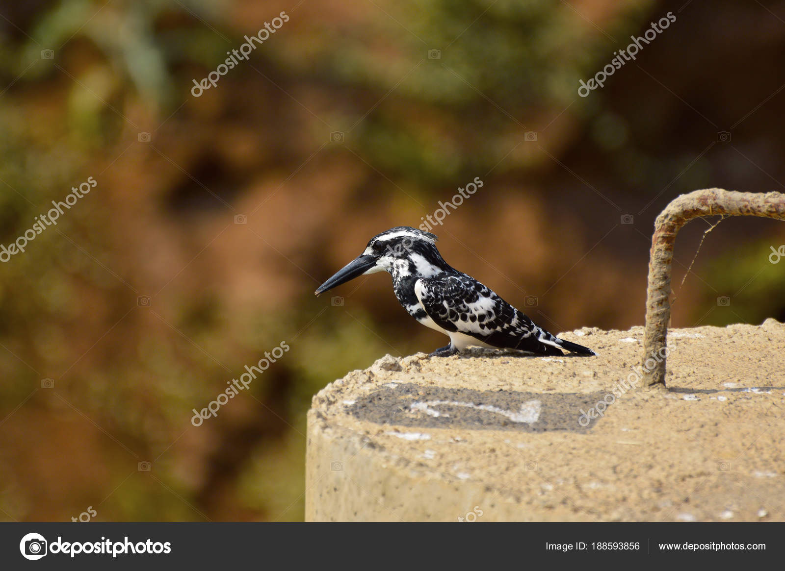 Oiseau De Martin Pêcheur Pie Perchée En Plein Soleil