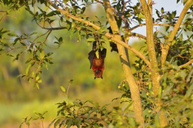 Hint uçan tilki, baş aşağı Lagos, Maharashtra yakınındaki bir ağaca asılı Pteropus giganteus