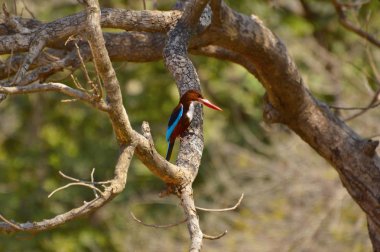 Beyaz boğazlı Kingfisher, Halcyon smyrnensis Sagareshwar yaban hayatı kutsal, Lagos, Maharashtra, dal