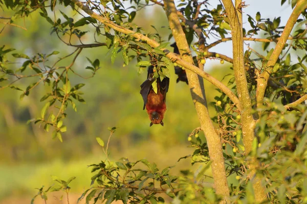Индийский Летающий лис, Pteropus fabteus, висящий вверх ногами от дерева недалеко от Сангли, Махараштра — стоковое фото