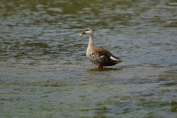 Indiano Spot-billed Duck vicino a Sangli, Maharashtra — Foto Stock