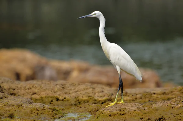 Little Egret perto de Sangli, Maharashtra — Fotografia de Stock
