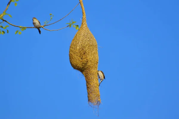 Periquito cabeza de ciruela, rama de cianocéfalo de Psittacula de un árbol en el santuario de vida silvestre de Sagareshwar, Sangli, Maharashtra — Foto de Stock