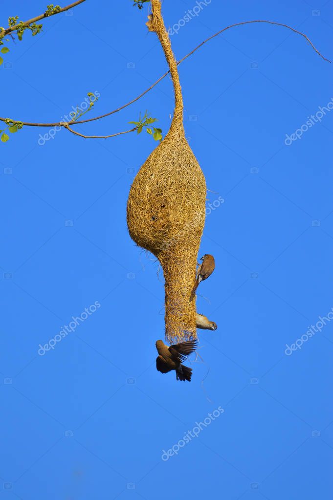 Periquito cabeza de ciruela, rama de cianocéfalo de Psittacula de un