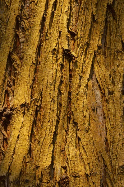 Texture écorce d'arbre brun sur un arbre, plage de Nagaon — Photo