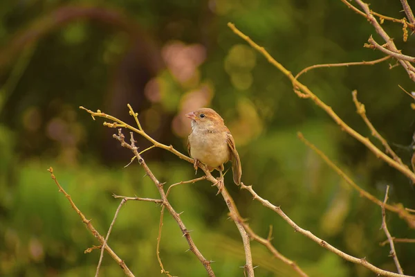 Gråsparven som sitter på en gren, Pune, Maharashtra. — Stockfoto