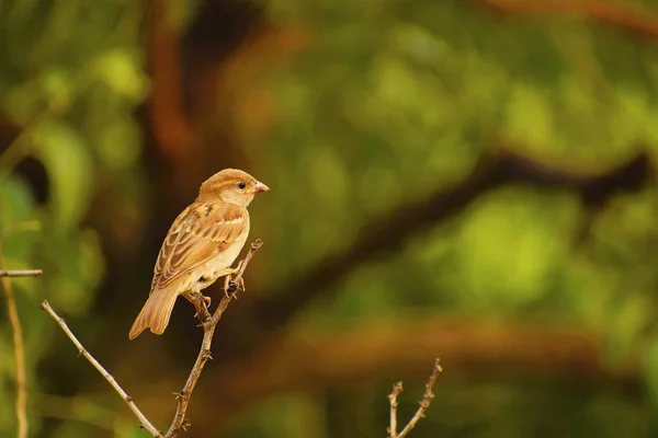 Gorrión de casa sentado en una rama, Pune, Maharashtra . — Foto de Stock