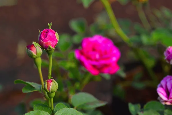 Buds of Pink arbusto Rose perto de Pune, Maharashtra — Fotografia de Stock