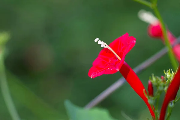 Fiore di vite di cipresso, rosso, ipomoea quamoclitta o Ganesh Vel — Foto Stock