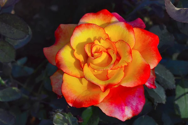 Fiery Rose perto de Pune, Maharashtra — Fotografia de Stock