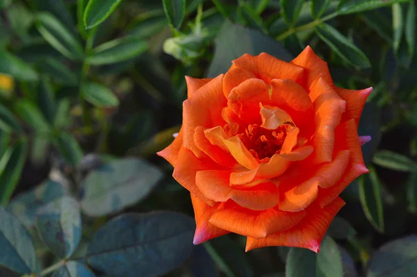 Цветок апельсиновой розы возле Пуны, Махараштра — стоковое фото