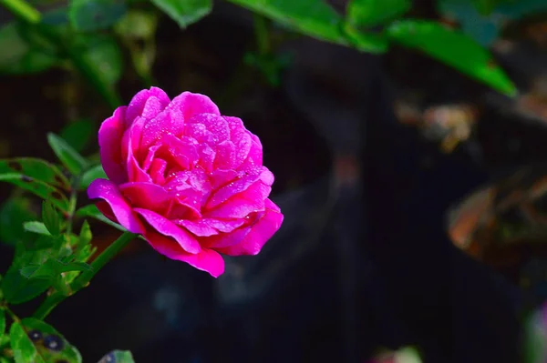 Розовая роза в районе Пуны, Махараштра — стоковое фото