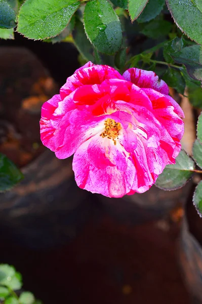 Rosa gallica versicolor perto de Pune, Maharashtra — Fotografia de Stock