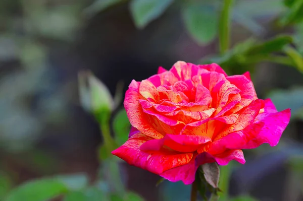 Rosa gallica versicolor perto de Pune, Maharashtra — Fotografia de Stock