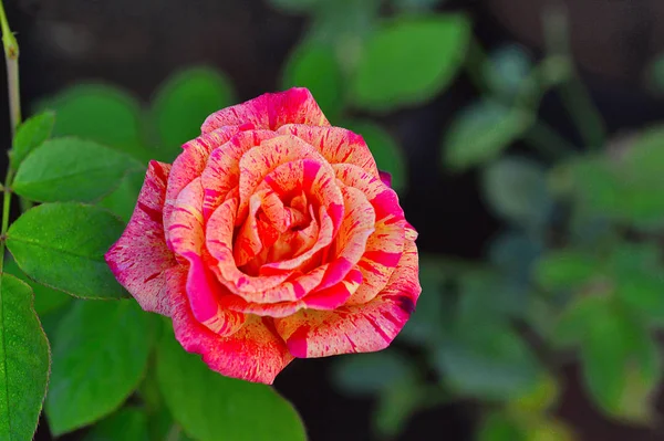 Rosa gallica versicolor perto de Pune, Maharashtra — Fotografia de Stock