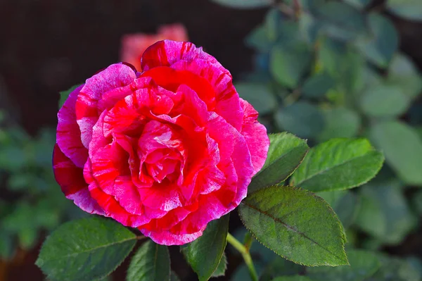 Listrado Gallica Rose perto de Pune, Maharashtra — Fotografia de Stock