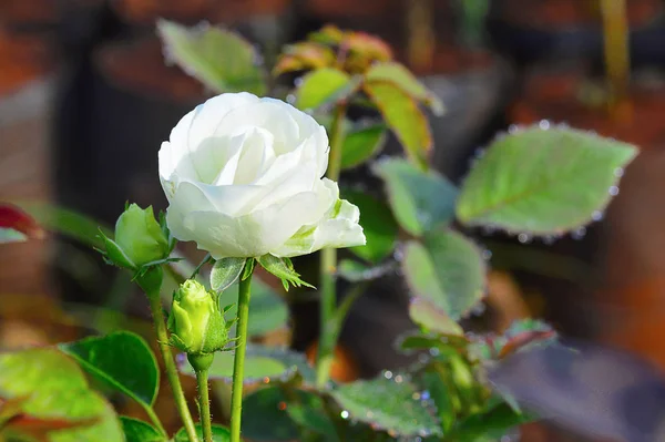 Rosa de arbusto branco perto de Pune, Maharashtra — Fotografia de Stock