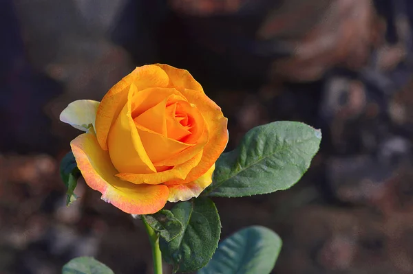 Amarelo Grandiflora Rose perto de Pune, Maharashtra — Fotografia de Stock