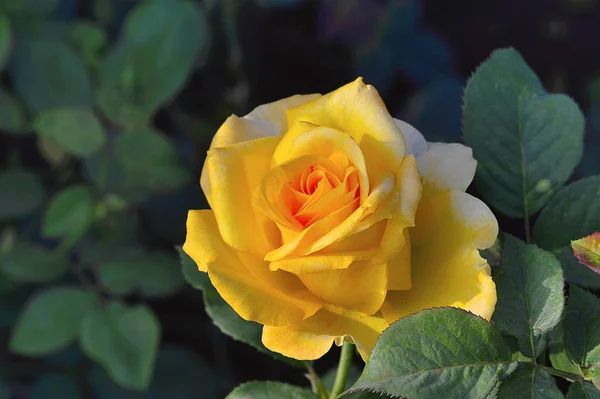 Chá híbrido amarelo Rosa perto de Pune, Maharashtra — Fotografia de Stock