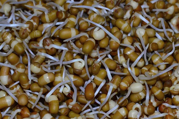 Sprouted Matki, Vigna aconitifolia or moth bean — Stock Photo, Image
