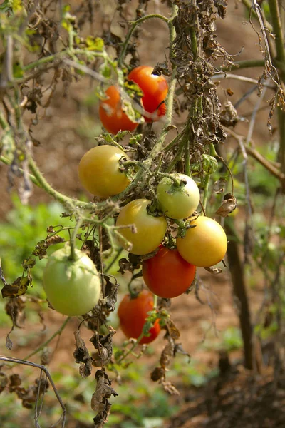Banda syrových rajčat na stromech, červené, zelené a oranžové barvy, Khedšivapur, Pune — Stock fotografie