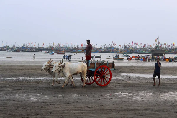 Konkan, Maharashtra, India, februari 2018, lokale man met stier kar voor rit op Harne strand — Stockfoto