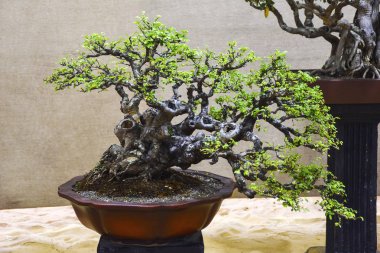 Karaağaç parviflora Karaağaç, Bonsai Sergisi Pune Shivajinagar, Pune, Maharashtra