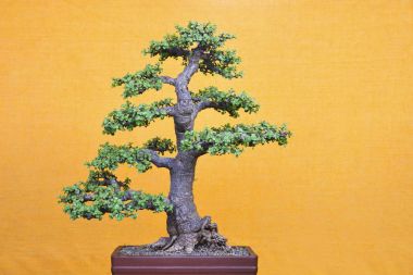 Yeşim portulacaria afra, Bonsai Sergisi Pune Shivajinagar, Pune, Maharashtra