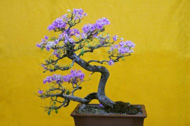 Mix-renk Begonvil Spectabilis ağaç, Bonsai Sergisi Pune Shivajinagar, Pune, Maharashtra
